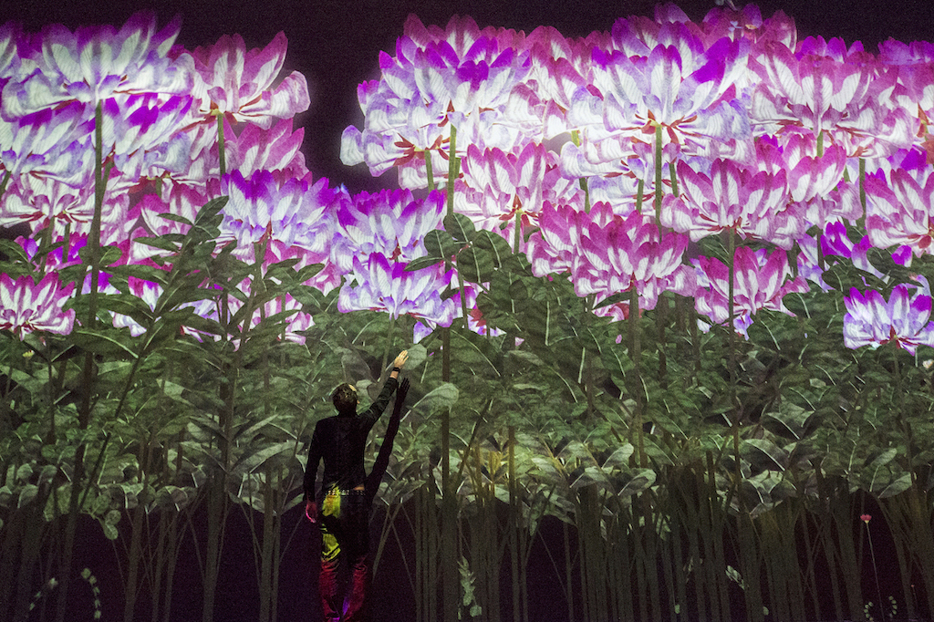 花の精霊 / Spirits of the Flowers teamLab, 2018, Interactive Digital Installation
