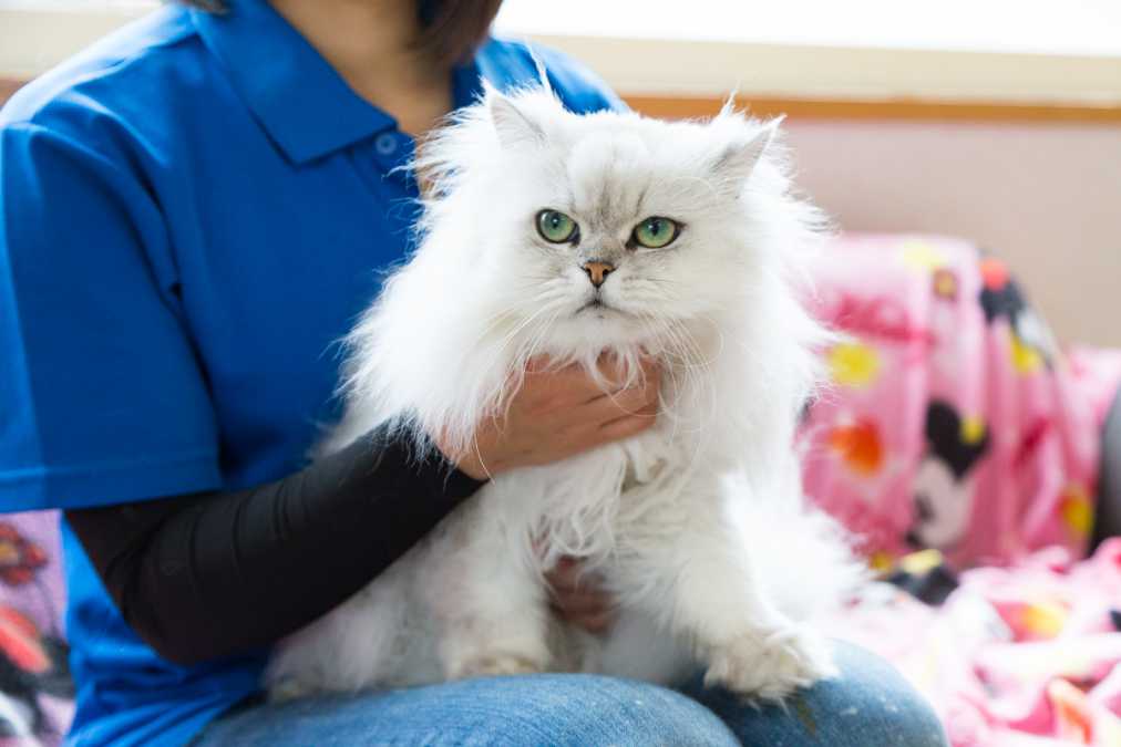 抱っこはNGですが、猫のほうから膝の上に乗ってきた場合などはOK。写真は「ペルシャ」のひなちゃん