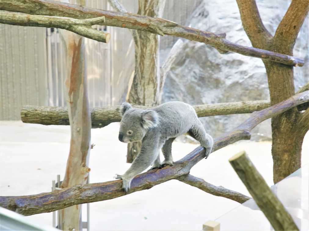 500円で楽しめるアニマル天国 金沢動物園 の愛くるしいコアラが気になる るるぶ More