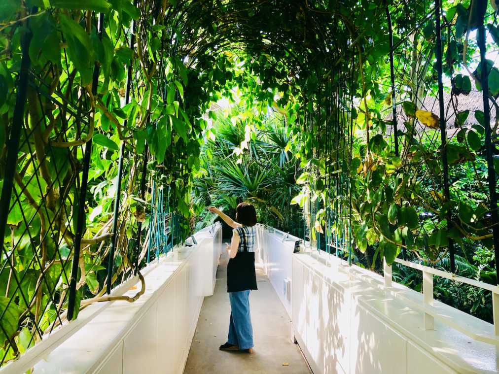 260円で南国気分が味わえる 板橋区立熱帯環境植物館 がコスパ抜群 るるぶ More