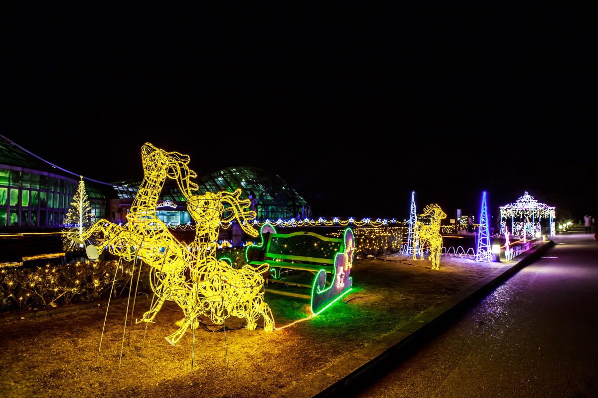 京都のクリスマスイルミネーションの新定番は ロマンティックな夜の植物園 るるぶ More