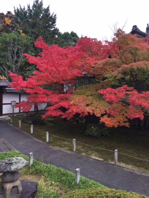 写真提供:京料理高澤 2016年11月中旬撮影