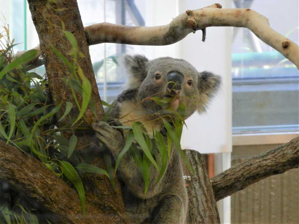 500円で楽しめるアニマル天国 金沢動物園 の愛くるしいコアラが気になる るるぶ More