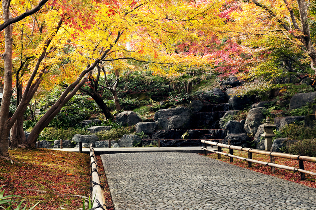 11月末まで 勝ちダルマ で有名な 勝尾寺 の幻想的な紅葉ライトアップ るるぶ More