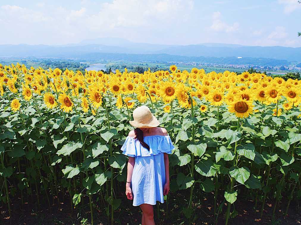 絶景travelersがみつけた パワーをもらえる絶景 Vol 5 春は菜の花 夏はひまわりの 菜の花公園 るるぶ More