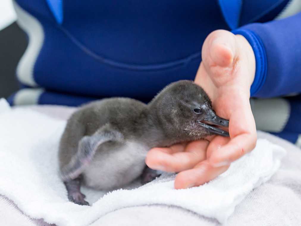 5月日まで いましか会えない すみだ水族館でふわふわの赤ちゃんペンギンに癒される るるぶ More