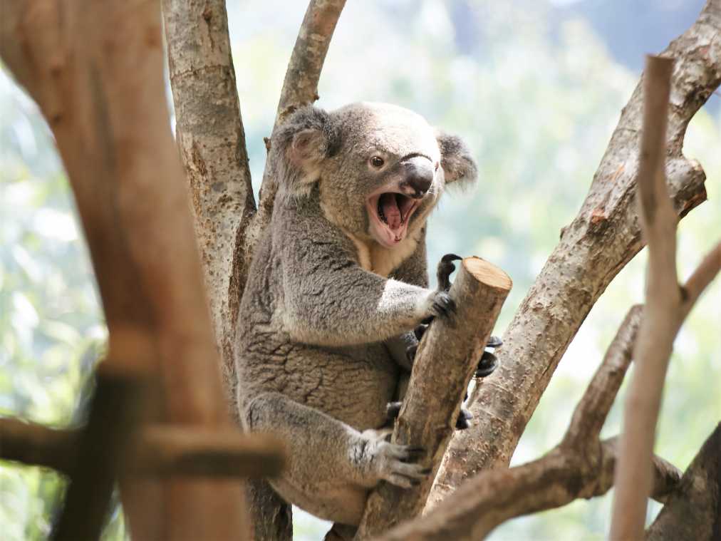 500円で楽しめるアニマル天国 金沢動物園 の愛くるしいコアラが気になる るるぶ More