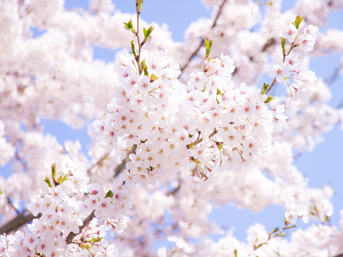 中国 四国のお花見 桜名所ランキング 2020 人気の夜桜や桜祭りも るるぶ More