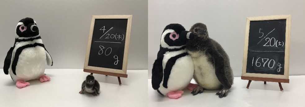 (左)ぬいぐるみと比べてこんなに小さかった赤ちゃん(右)1カ月でぬいぐるみと同じサイズに!写真は2017年のもの