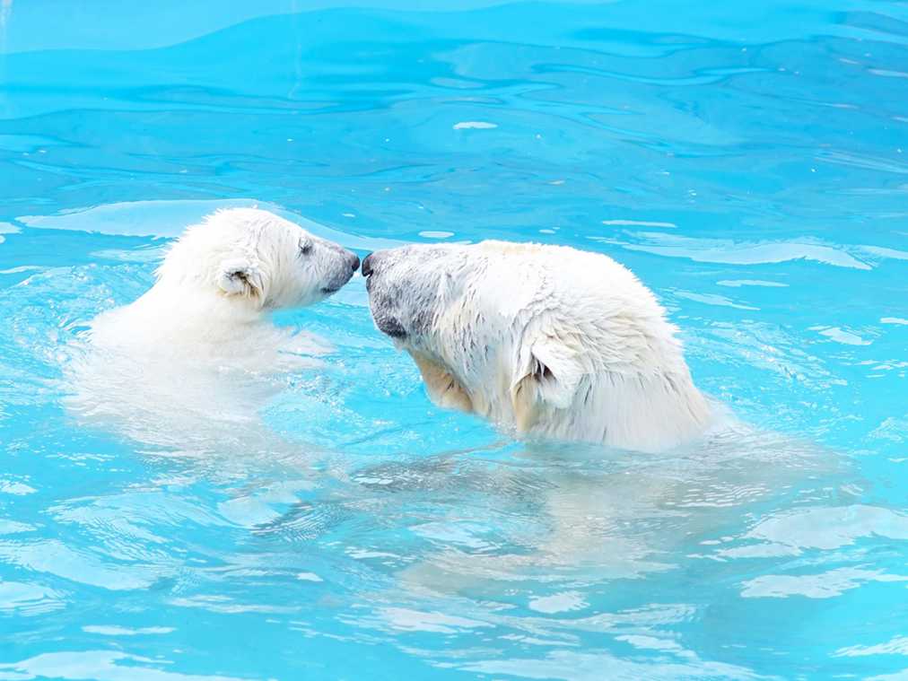 かわいい姿を撮りに行きたい 春の動物園 水族館特集 るるぶ More