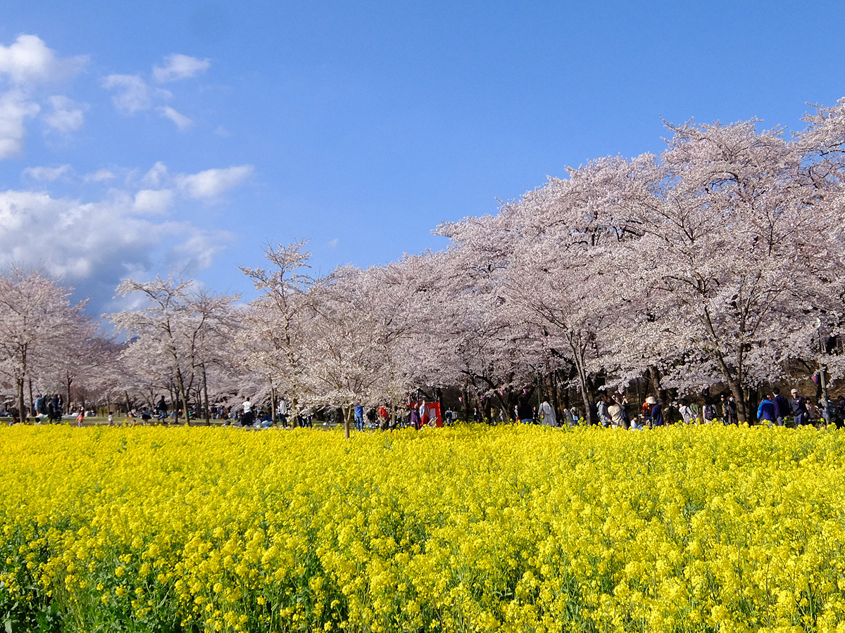 群馬県のお花見 桜の名所 夜桜 ライトアップや桜祭りも るるぶ More