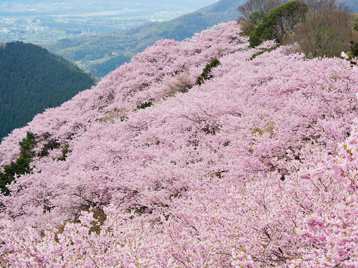 徳島県のお花見 桜の名所 夜桜 ライトアップや桜祭りも るるぶ More