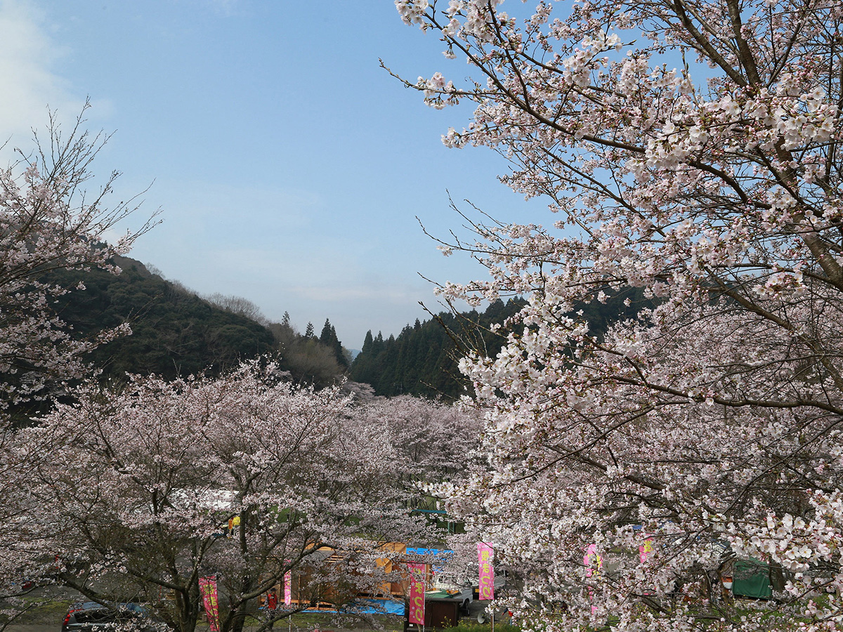 大分県のお花見 桜の名所 夜桜 ライトアップや桜祭りも るるぶ More