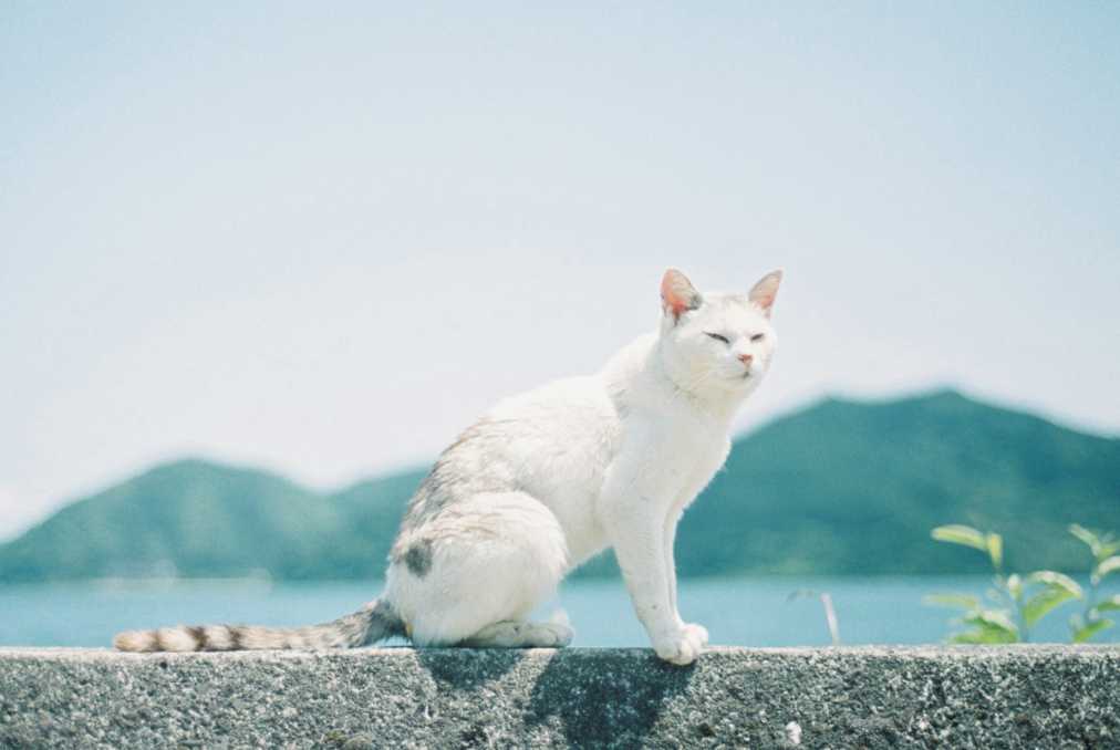 琵琶湖の中の猫の島 Masa の関西カメラさんぽ1 るるぶ More