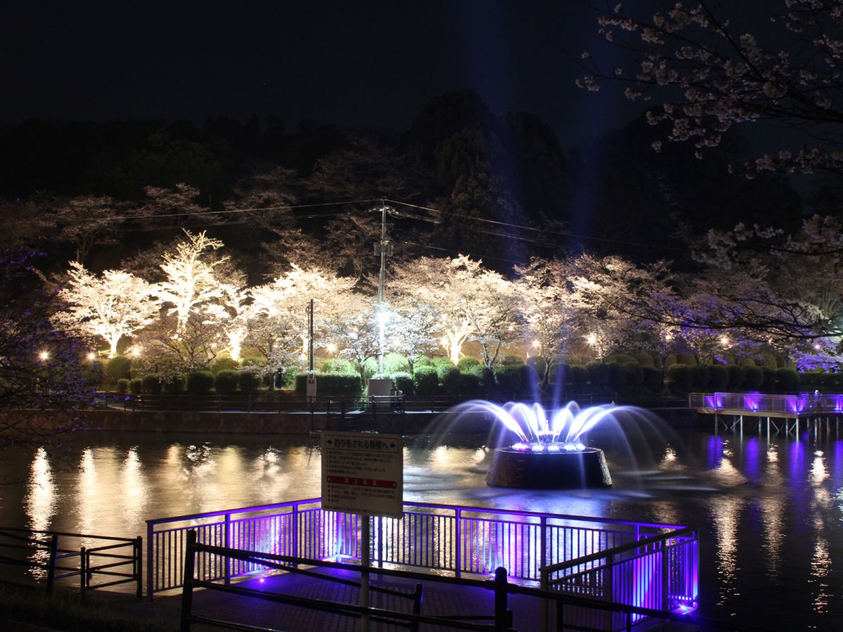 福岡県のお花見 桜の名所 夜桜 ライトアップや桜祭りも るるぶ More