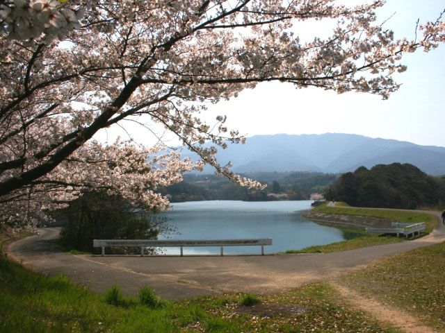 香川県のお花見 桜の名所 21 夜桜 ライトアップや桜祭りも るるぶ More