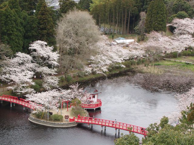 千葉県のお花見 桜の名所 21 夜桜 ライトアップや桜祭りも るるぶ More