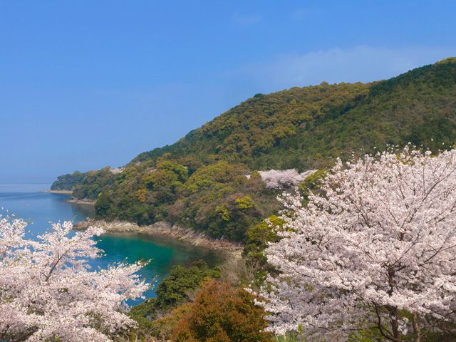 熊本県のお花見 桜の名所 22年最新 夜桜 ライトアップも満載