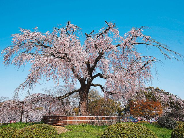 近畿 関西 のお花見 桜名所ランキング 21 人気の夜桜や桜祭りも るるぶ More