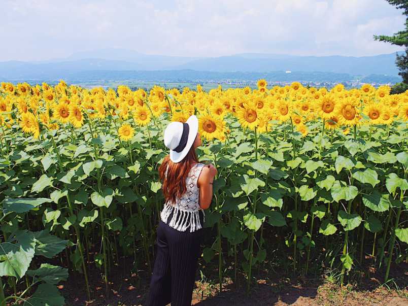 絶景travelersがみつけた パワーをもらえる絶景 Vol 5 春は菜の花 夏はひまわりの 菜の花公園 るるぶ More