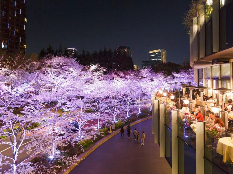 東京のおすすめ夜桜スポット！東京ミッドタウンの桜イベントは3月15日から