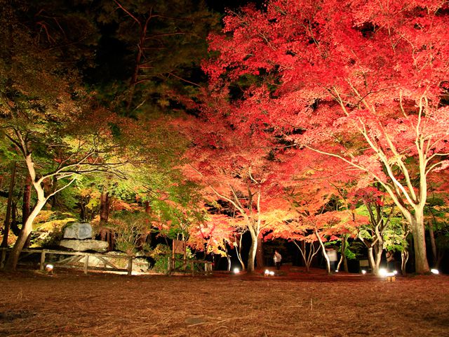 秋のデートにも 関東の紅葉ライトアップがおすすめの名所 るるぶ More