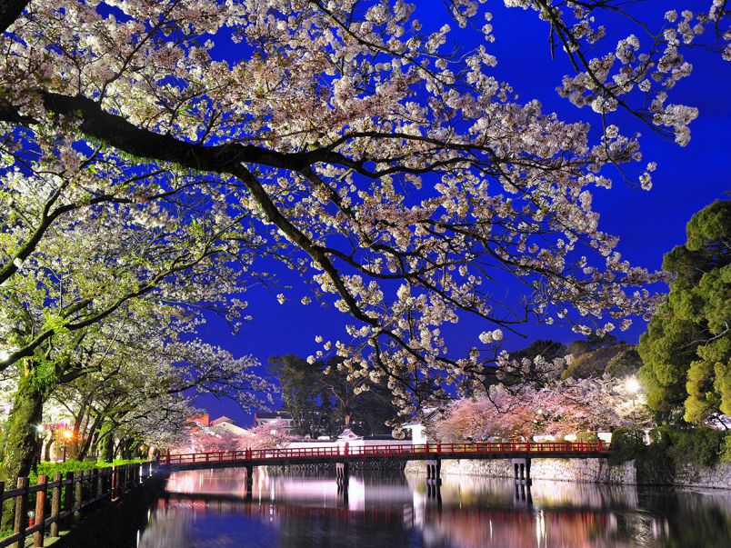 神奈川県のお花見 桜の名所 夜桜 ライトアップや桜祭りも るるぶ More