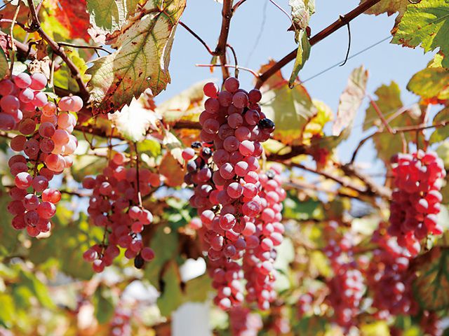 日本有数のブドウの郷・勝沼でワイン三昧！人気ワイナリーめぐり