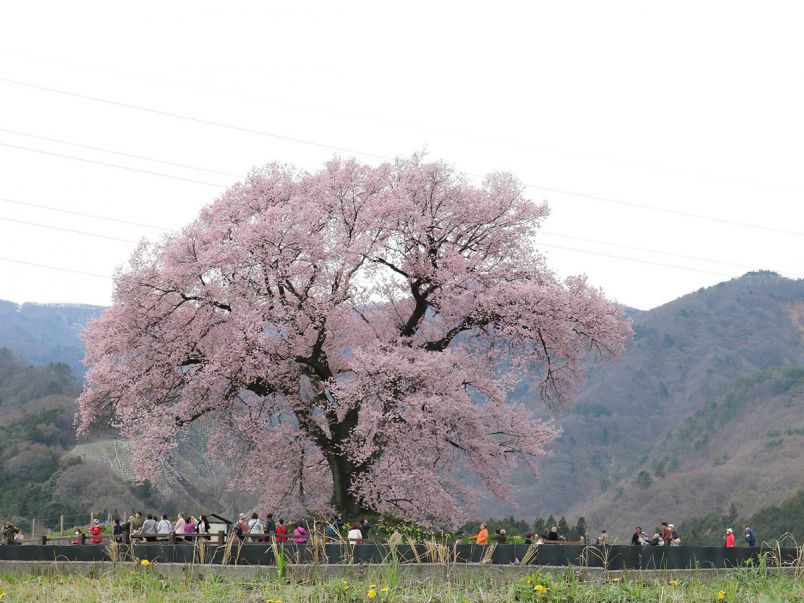 山梨県のお花見 桜の名所 夜桜 ライトアップや桜祭りも るるぶ More