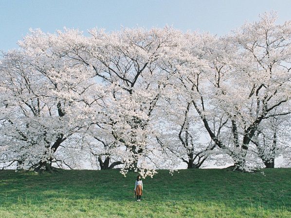 “京都の桜”は朝一番がねらい目【Masaの関西カメラさんぽ20】