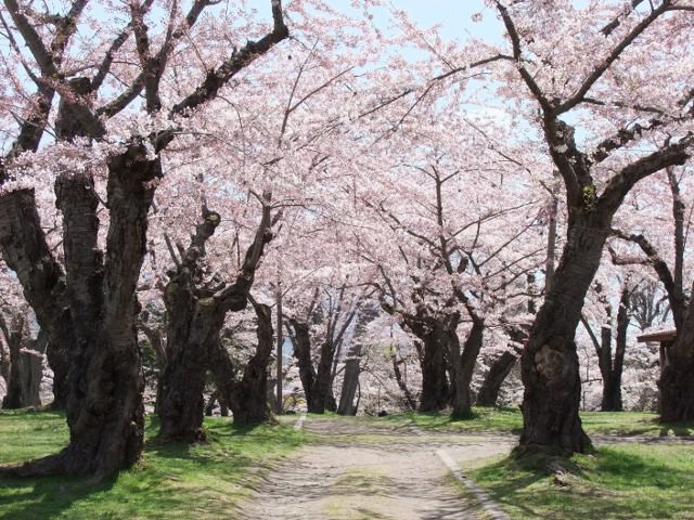 北海道のお花見 桜の名所 21 夜桜 ライトアップや桜祭りも るるぶ More