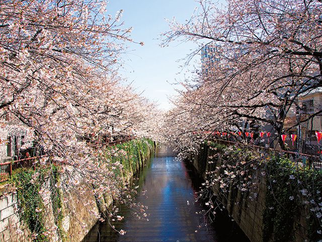 こだわりショップも要チェック！桜満開の目黒川ぶらぶらお散歩プラン