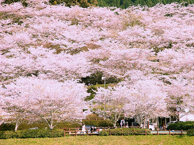 宮崎県のお花見 桜の名所 21 夜桜 ライトアップや桜祭りも るるぶ More