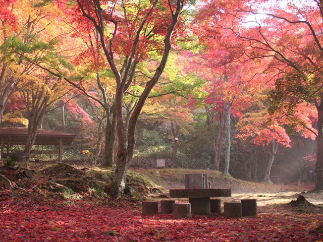 京都市外の穴場のおすすめ紅葉名所 一休寺 浄瑠璃寺など るるぶ More