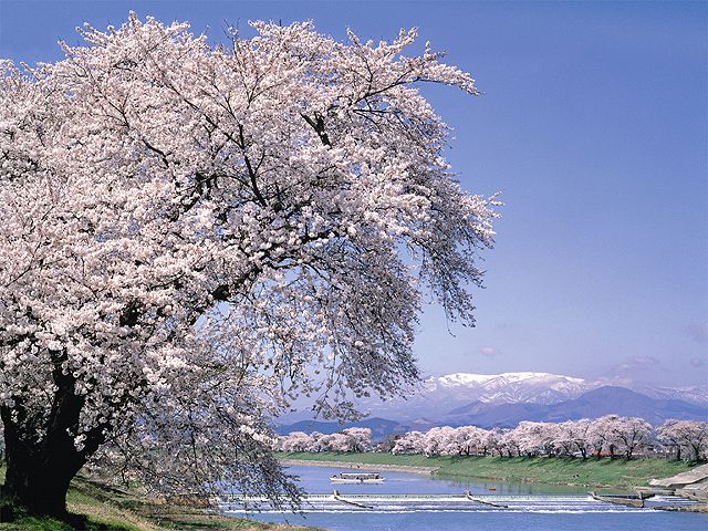 宮城県のお花見 桜の名所 夜桜 ライトアップや桜祭りも るるぶ More