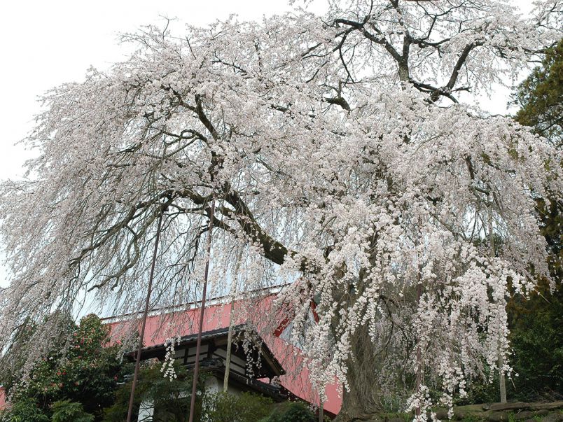 兵庫県のお花見 桜の名所 2020 夜桜 ライトアップや桜祭りも るるぶ More