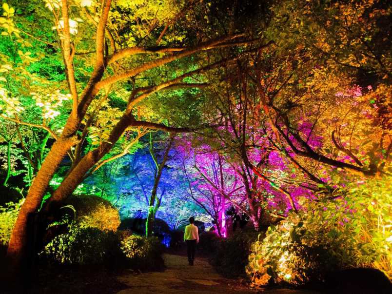 幻想的な森林の風景 Lサイズ アート写真 厚い木と根を持つ緑のジャングル神秘的な森の背景ファンタジー魔法