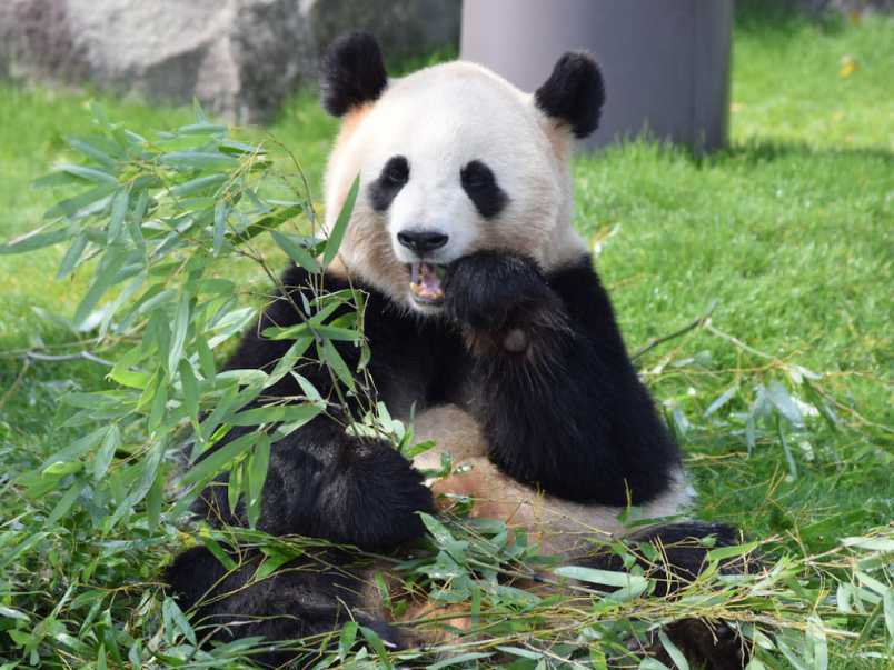 アドベンチャーワールド 絶対におすすめしたいパンダグッズお土産 パンダグルメ るるぶ More