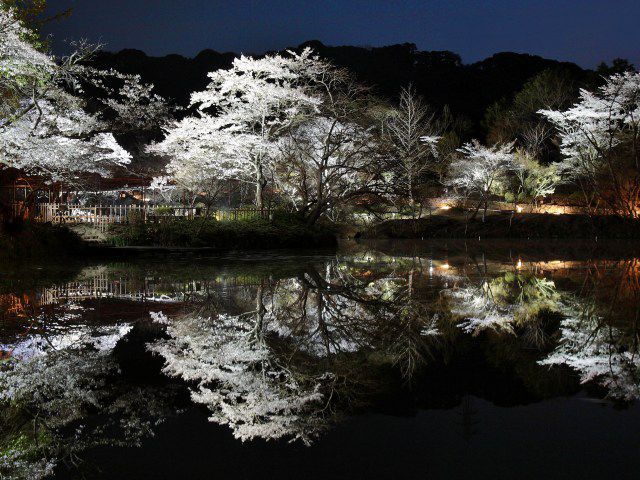 佐賀県のお花見 桜の名所 21 夜桜 ライトアップや桜祭りも るるぶ More