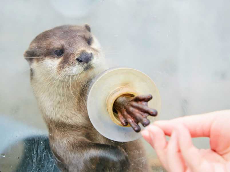 カワウソと指タッチ 小さな爪と ふにゃっ とした手が可愛いすぎる るるぶ More