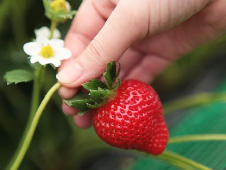 福岡県でおすすめのいちご狩り2020（時期：11月～6月）食べ放題が人気！