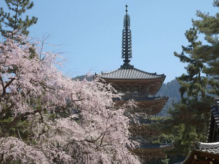 京都府のお花見・桜の名所（2020）夜桜・ライトアップや桜祭りも