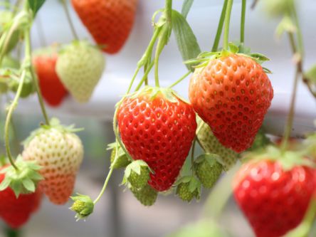 新潟県でおすすめのいちご狩り2020（時期：1月～6月）食べ放題も人気！