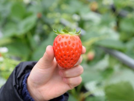 富山県でおすすめのいちご狩り2020（時期：12月～6月）食べ放題が人気！