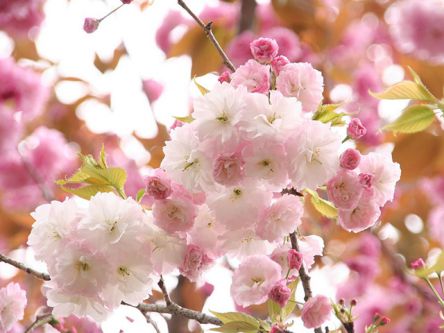 茨城県のお花見・桜の名所（2021）夜桜・ライトアップや桜祭りも