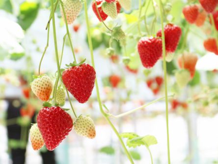 中部・東海のいちご狩り（2020）人気ランキング！食べ放題や時期は？