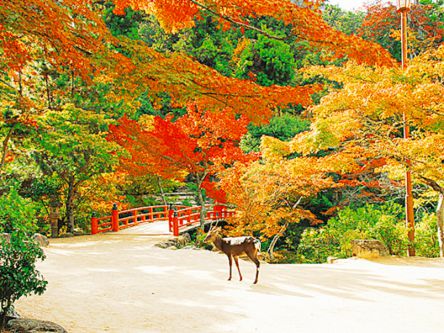 紅く染まる大鳥居！世界遺産・嚴島神社の表参道さんぽ＆色づく弥山で紅葉狩り