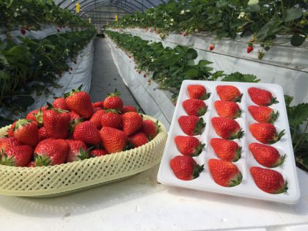 長崎県でおすすめのいちご狩り2020（時期：12月～5月）食べ放題が人気！