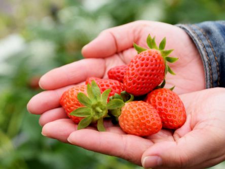 中国・四国のいちご狩り（2020）人気ランキング！食べ放題や時期は？