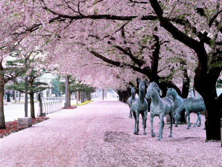 青森県のお花見・桜の名所（2020）夜桜・ライトアップや桜祭りも